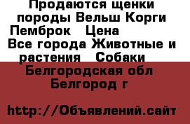 Продаются щенки породы Вельш Корги Пемброк › Цена ­ 40 000 - Все города Животные и растения » Собаки   . Белгородская обл.,Белгород г.